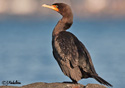 Phalacrocorax auritus